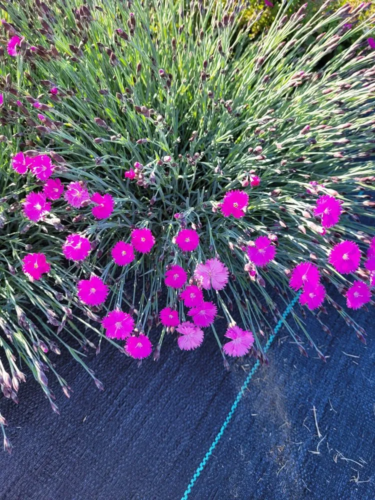 Custom residential landscaping near you across Pasco, WA - Heart-N-Soil Nursery