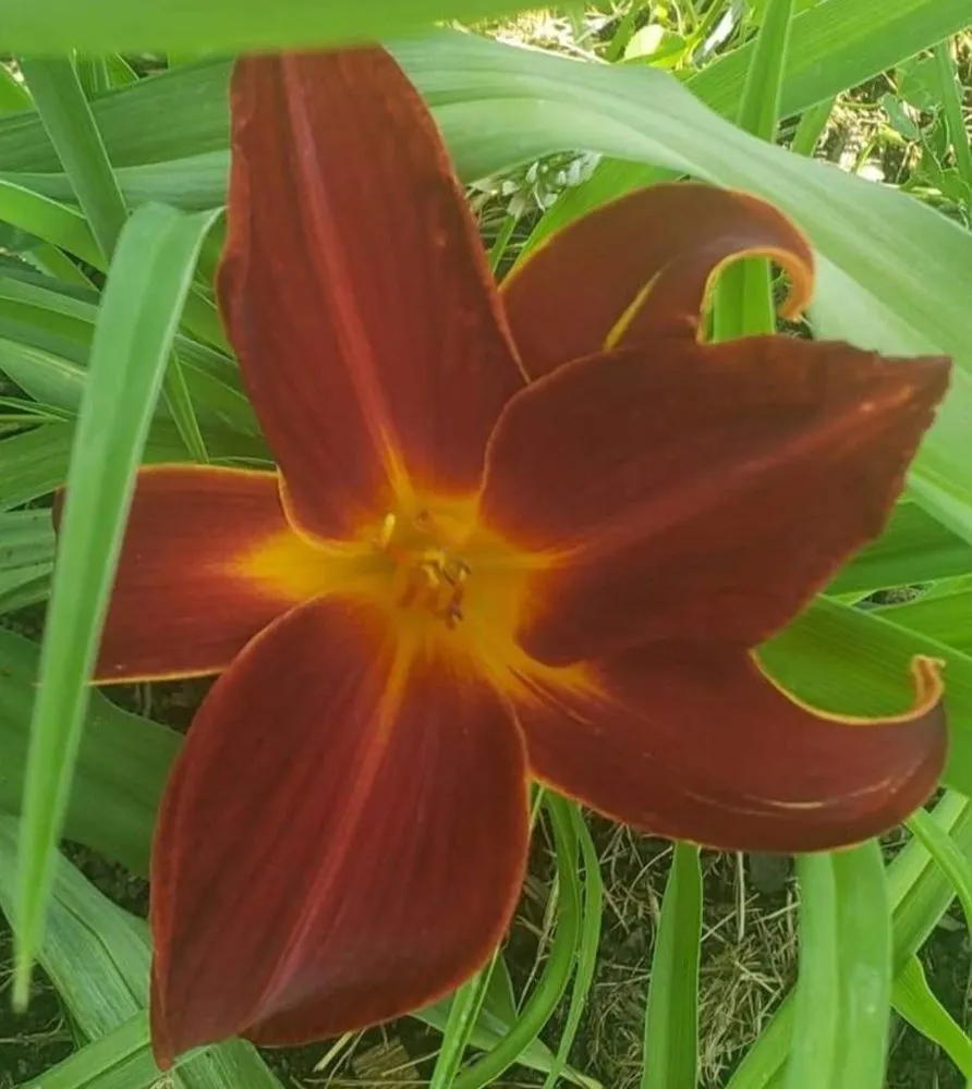 Local residential landscaping in Pasco, WA - Heart-N-Soil Nursery