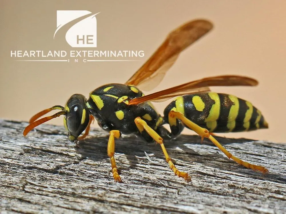 Affordable landscaping services near you in Sebring, FL by Heartland Exterminating