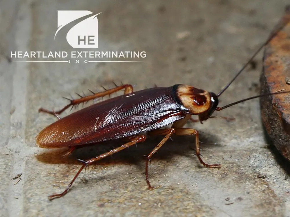 Professional yard cleanup service in Sebring, FL - Heartland Exterminating