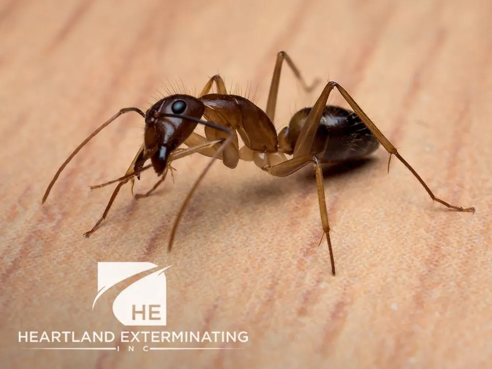 Trusted lawn care service for year-round maintenance across Sebring, FL - Heartland Exterminating