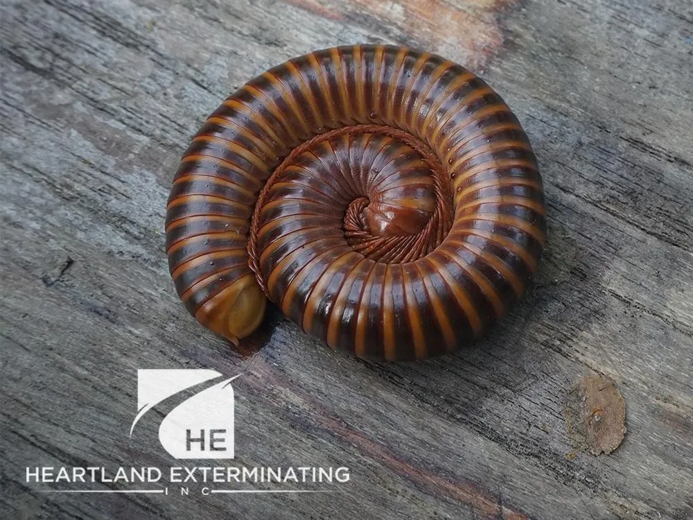 Affordable landscape installation in Sebring, FL - Heartland Exterminating