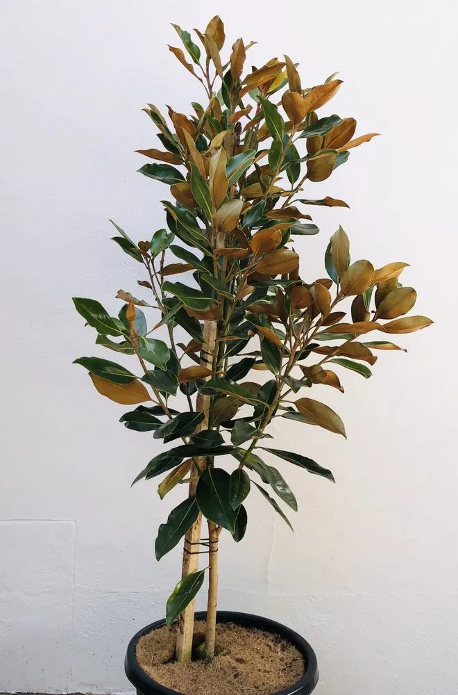 Custom lawn mowing service in Pierson, FL by Heartland farm and Landscaping