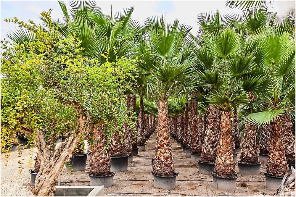 Professional landscape installation in Pierson, FL - Heartland farm and Landscaping