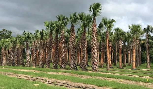 Trusted landscape installation in Pierson, FL - Heartland farm and Landscaping