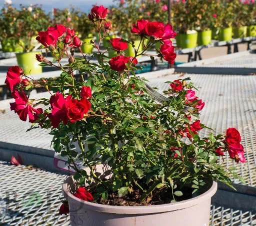 Trusted garden landscaping near you across Pierson, FL - Heartland farm and Landscaping