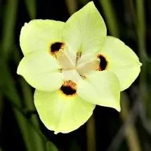 Affordable garden landscaping in Pierson, FL - Heartland farm and Landscaping