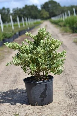 Affordable yard maintenance for homes in Pierson, FL by Heartland farm and Landscaping