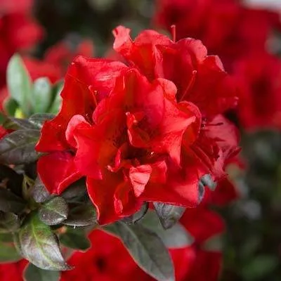 Trusted yard cleanup service in Pierson, FL by Heartland farm and Landscaping