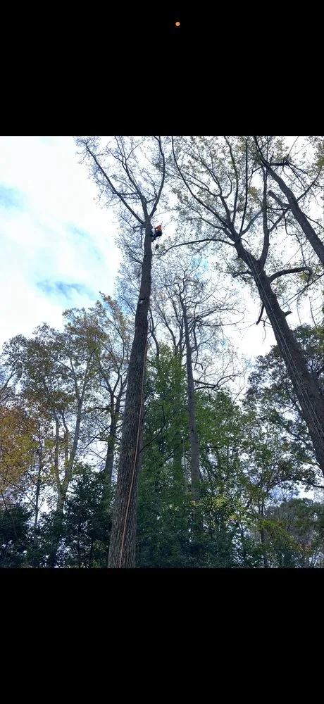 Trusted landscape installation for beautiful yards in Woodford, VA by Heartwood Tree Service And Landscaping