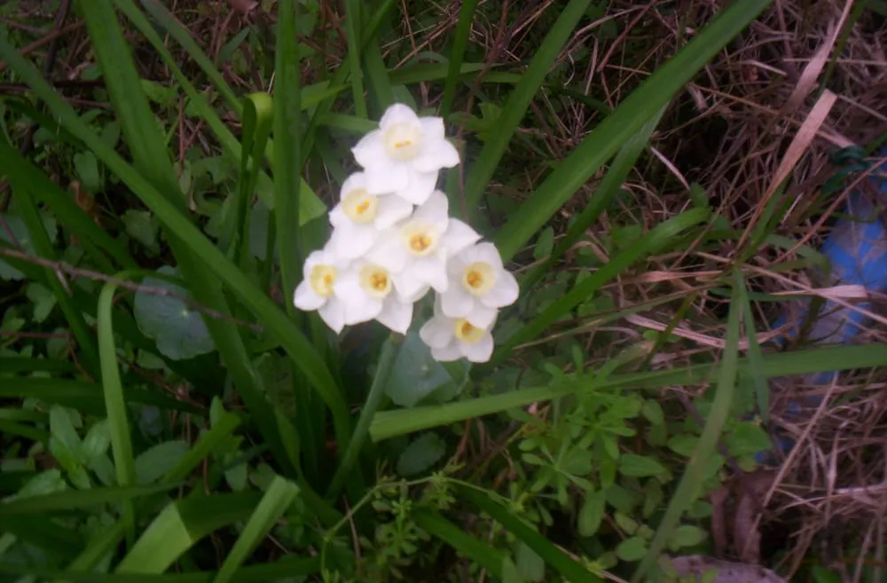 Expert landscape design near you across Orange Park, FL - Heather's Lawn Service