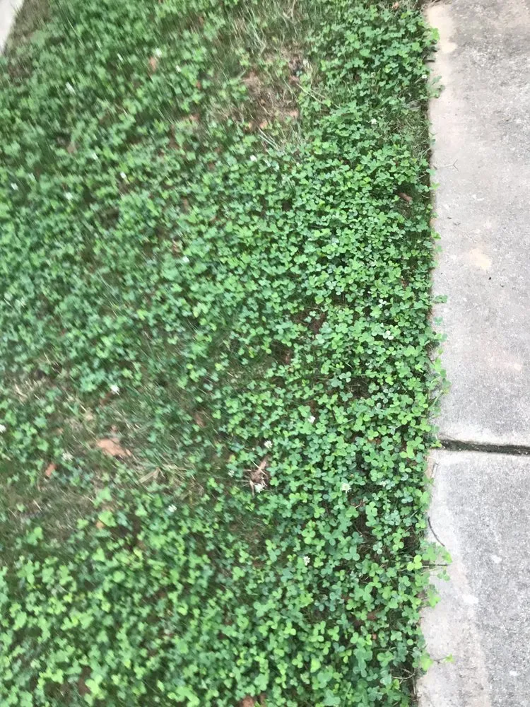 Top-rated lawn care service for beautiful yards in Indian Trail, NC by Heaven and Earth Landscaping