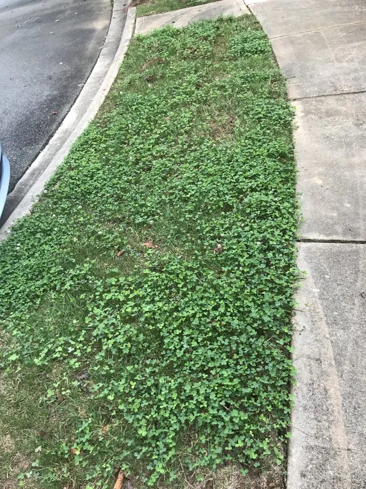 Affordable yard maintenance experts serving Indian Trail, NC - Heaven and Earth Landscaping