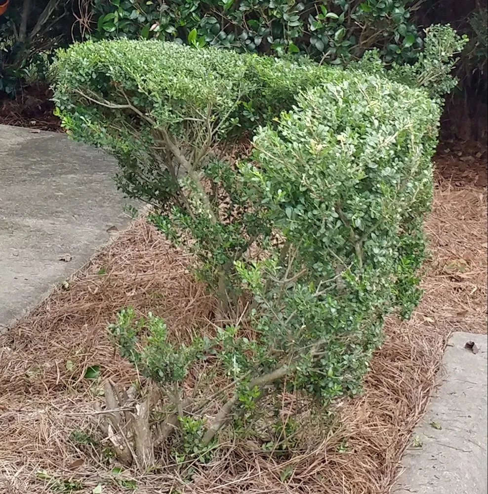 Top-rated lawn care service near you across Indian Trail, NC - Heaven and Earth Landscaping