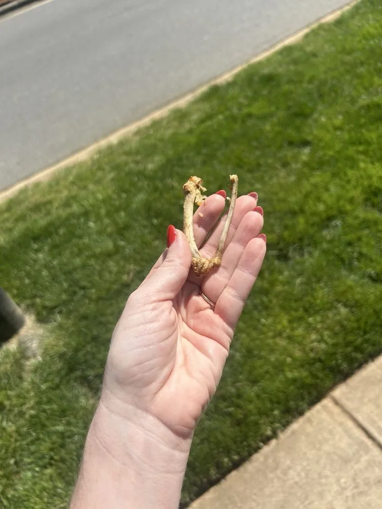 Affordable landscape design experts serving Indian Trail, NC - Heaven and Earth Landscaping