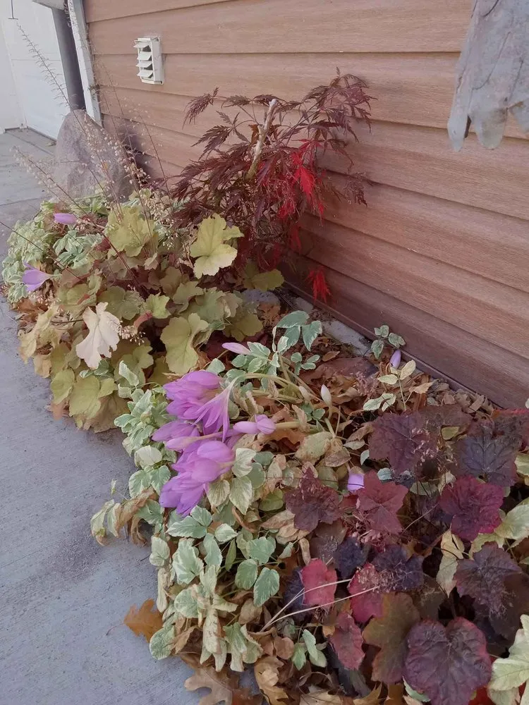 Expert yard cleanup service in Rancho Cucamonga, CA by Heavenly Gardens Landscape and Maintenance