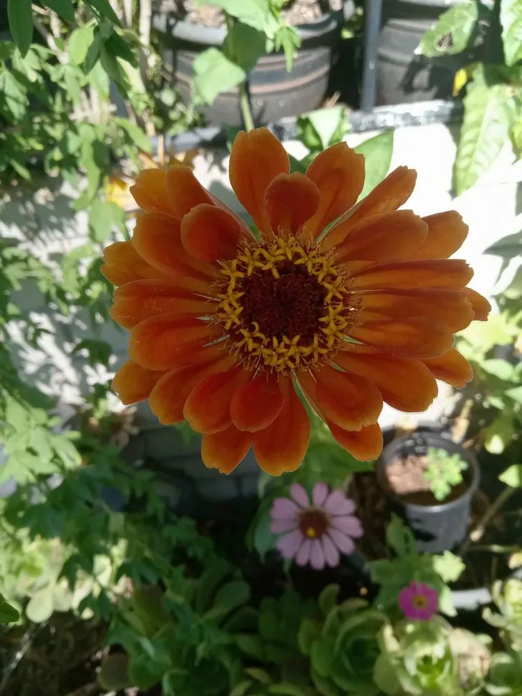 Trusted lawn care service in Rancho Cucamonga, CA - Heavenly Gardens Landscape and Maintenance