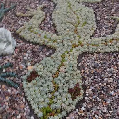 Expert yard maintenance in Rancho Cucamonga, CA by Heavenly Gardens Landscape and Maintenance