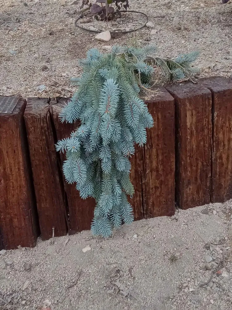 Trusted landscaping services experts serving Rancho Cucamonga, CA - Heavenly Gardens Landscape and Maintenance