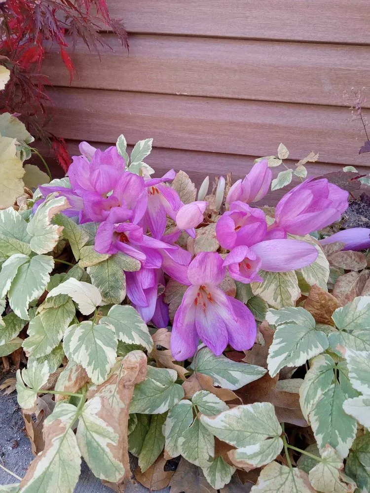 Professional residential landscaping experts serving Rancho Cucamonga, CA - Heavenly Gardens Landscape and Maintenance