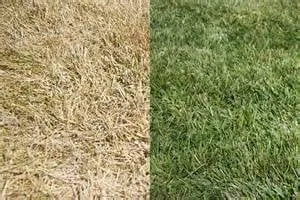 Local residential landscaping in Bellflower, CA by Heavenly Lawns