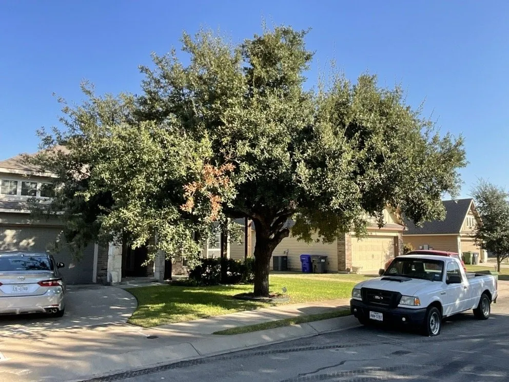 Affordable yard maintenance experts serving Waco, TX - Heavenly Tree And Lawn Care