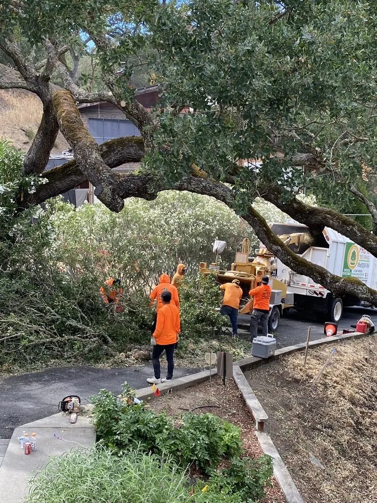 Local landscape design in Concord, CA by Heavenly Tree Service