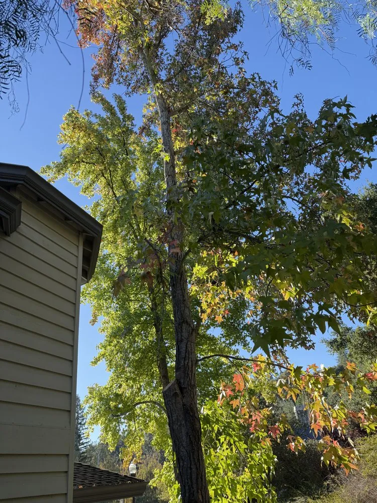 Top-rated landscape design experts serving Concord, CA - Heavenly Tree Service