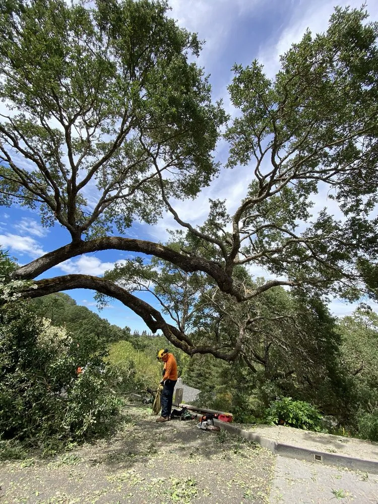 Custom outdoor landscaping near you in Concord, CA by Heavenly Tree Service