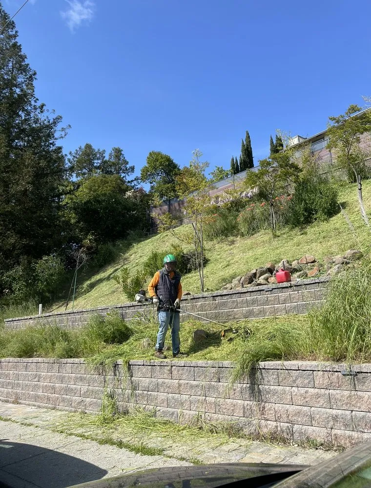 Reliable yard cleanup service in Concord, CA by Heavenly Tree Service