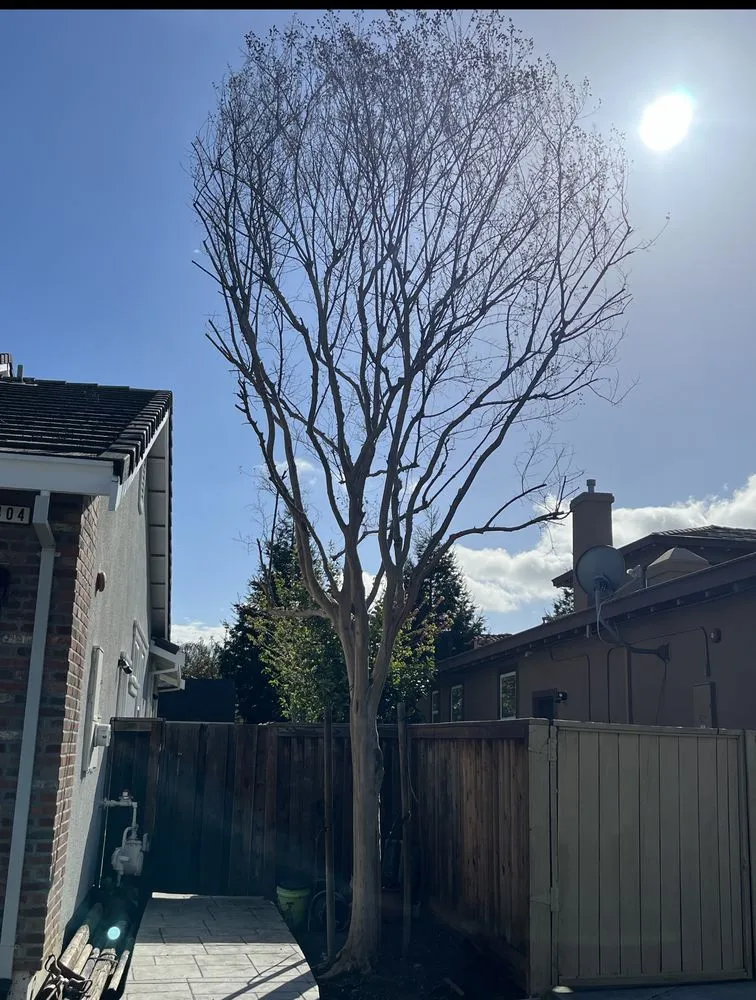 Top-rated lawn mowing service in Concord, CA by Heavenly Tree Service