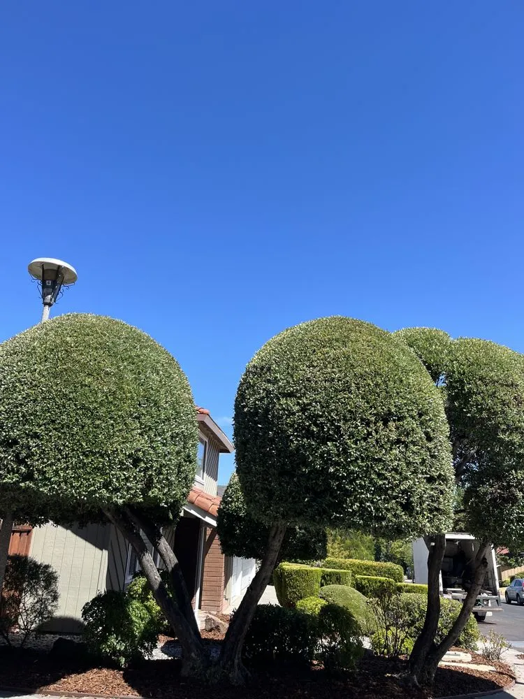 Top-rated yard maintenance in Concord, CA - Heavenly Tree Service