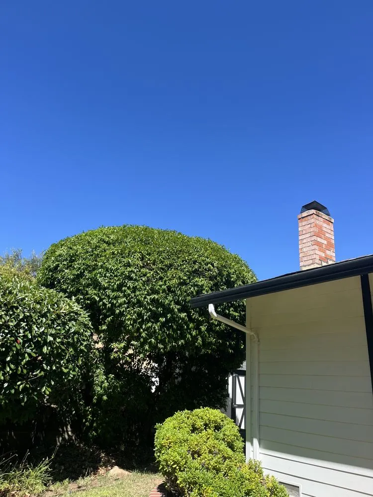 Reliable lawn care service in Concord, CA - Heavenly Tree Service