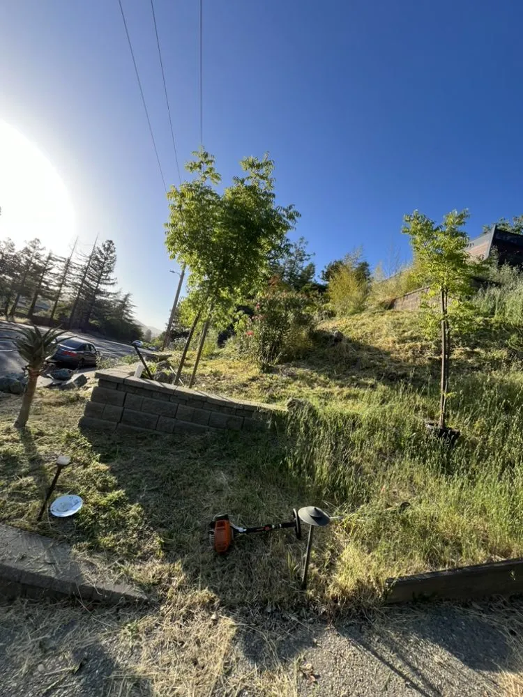 Local yard maintenance in Concord, CA - Heavenly Tree Service