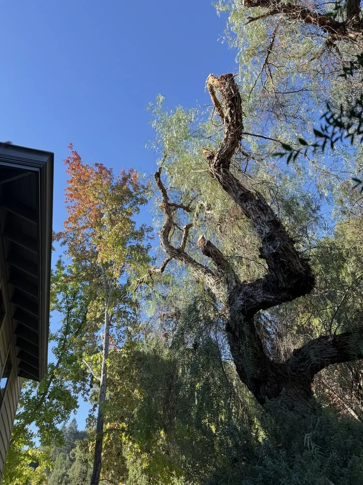 Expert lawn care service in Concord, CA by Heavenly Tree Service