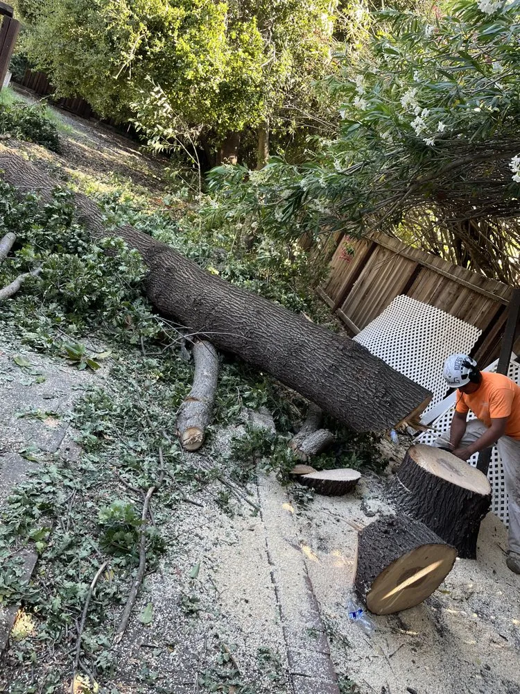 Reliable lawn mowing service experts serving Concord, CA - Heavenly Tree Service