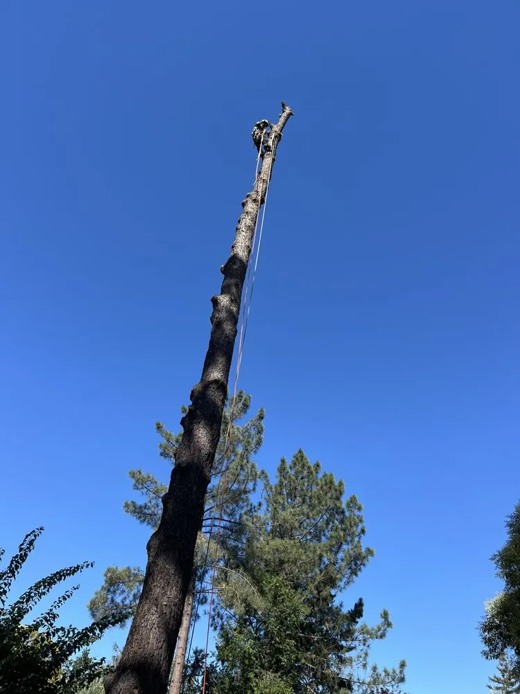 Professional yard maintenance in Concord, CA by Heavenly Tree Service