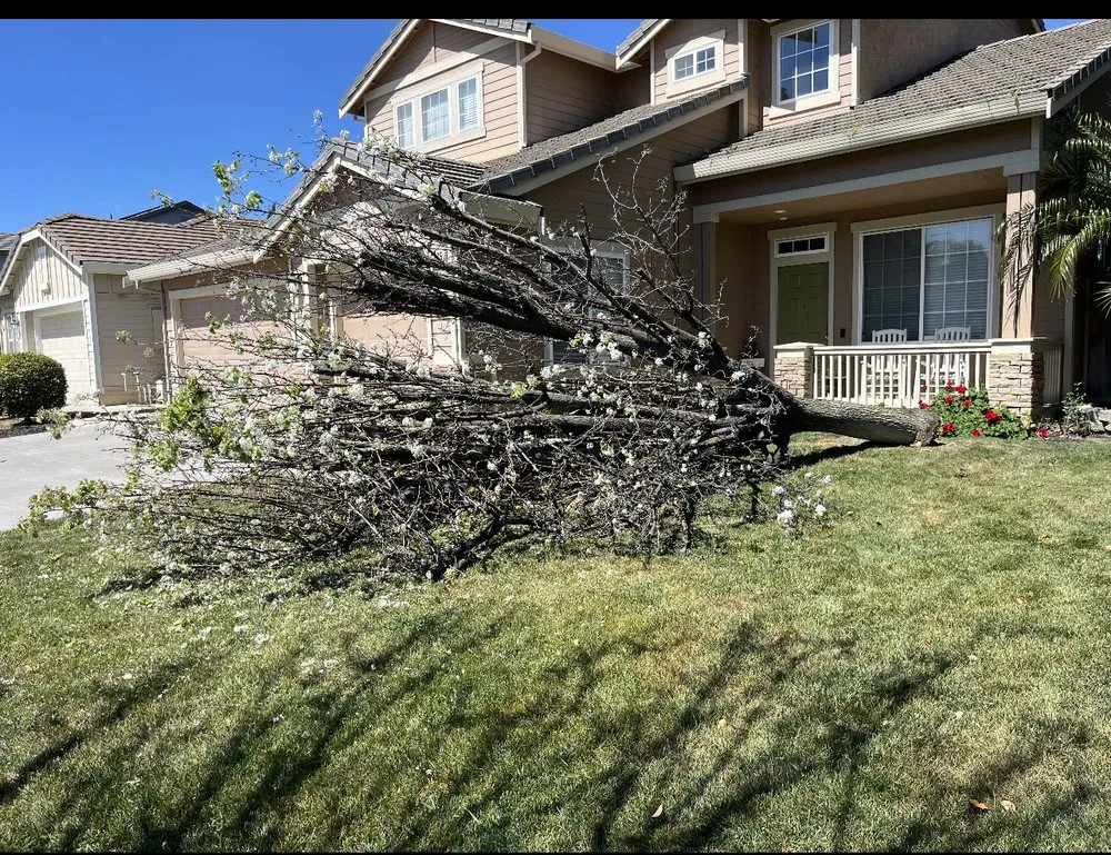 Reliable garden landscaping experts serving Concord, CA - Heavenly Tree Service