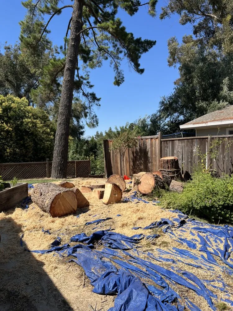 Professional residential landscaping for year-round maintenance across Concord, CA - Heavenly Tree Service