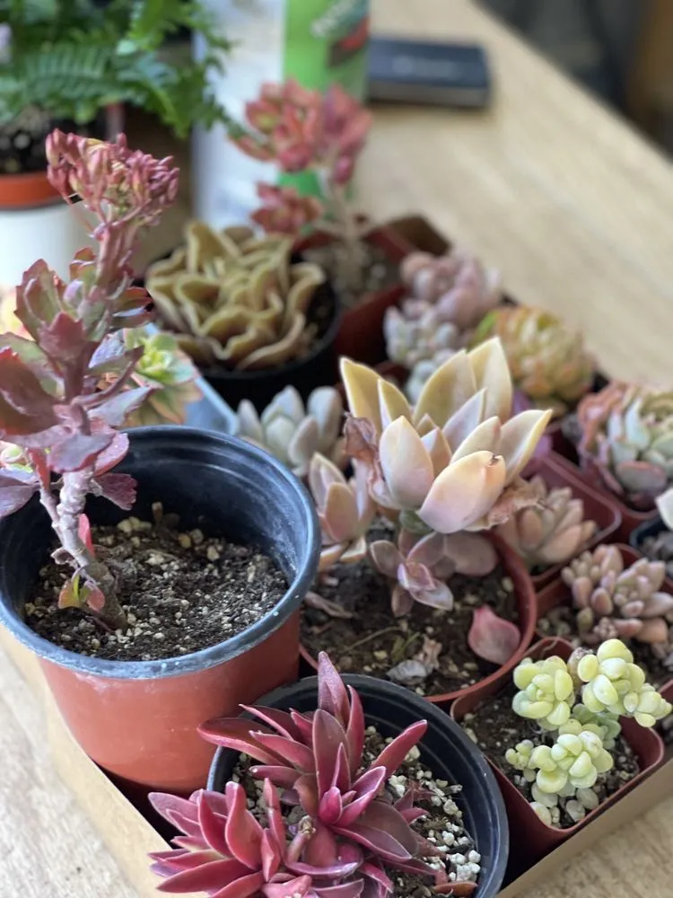 Expert yard cleanup service experts serving Long Beach, CA - Heavenly Vintage Nursery