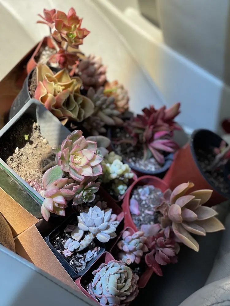 Reliable landscape design in Long Beach, CA - Heavenly Vintage Nursery