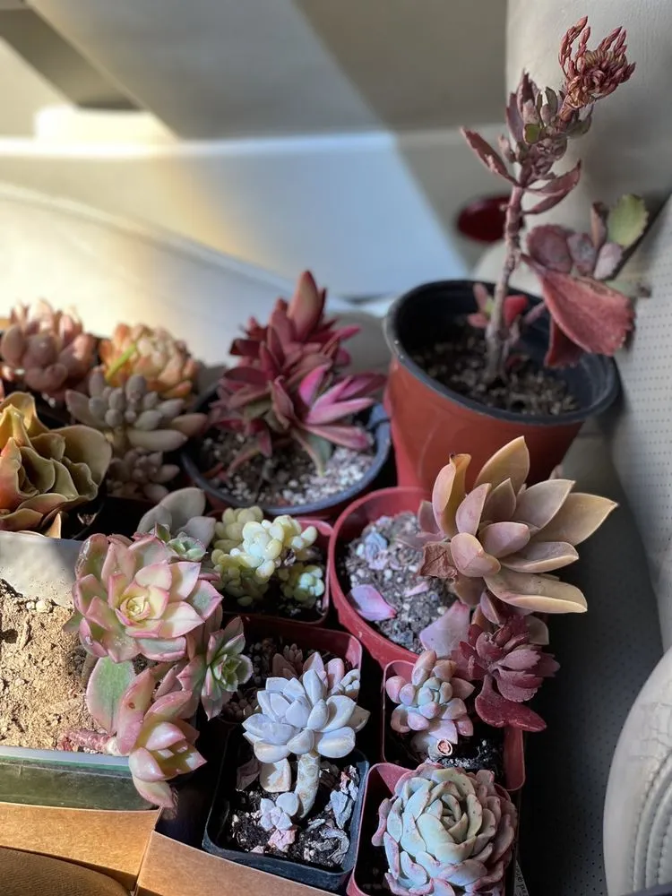 Expert outdoor landscaping in Long Beach, CA by Heavenly Vintage Nursery