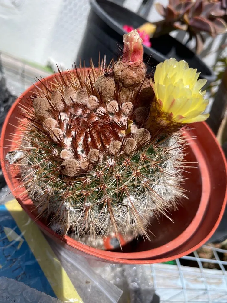 Trusted lawn mowing service for year-round maintenance across Long Beach, CA - Heavenly Vintage Nursery