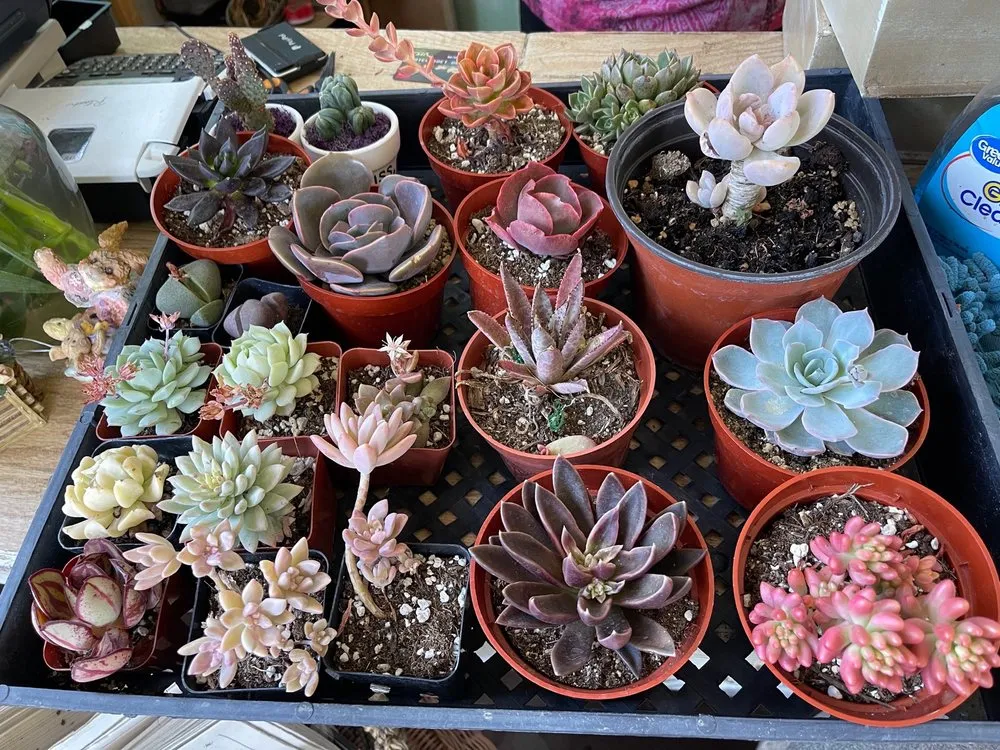 Trusted landscaping services experts serving Long Beach, CA - Heavenly Vintage Nursery