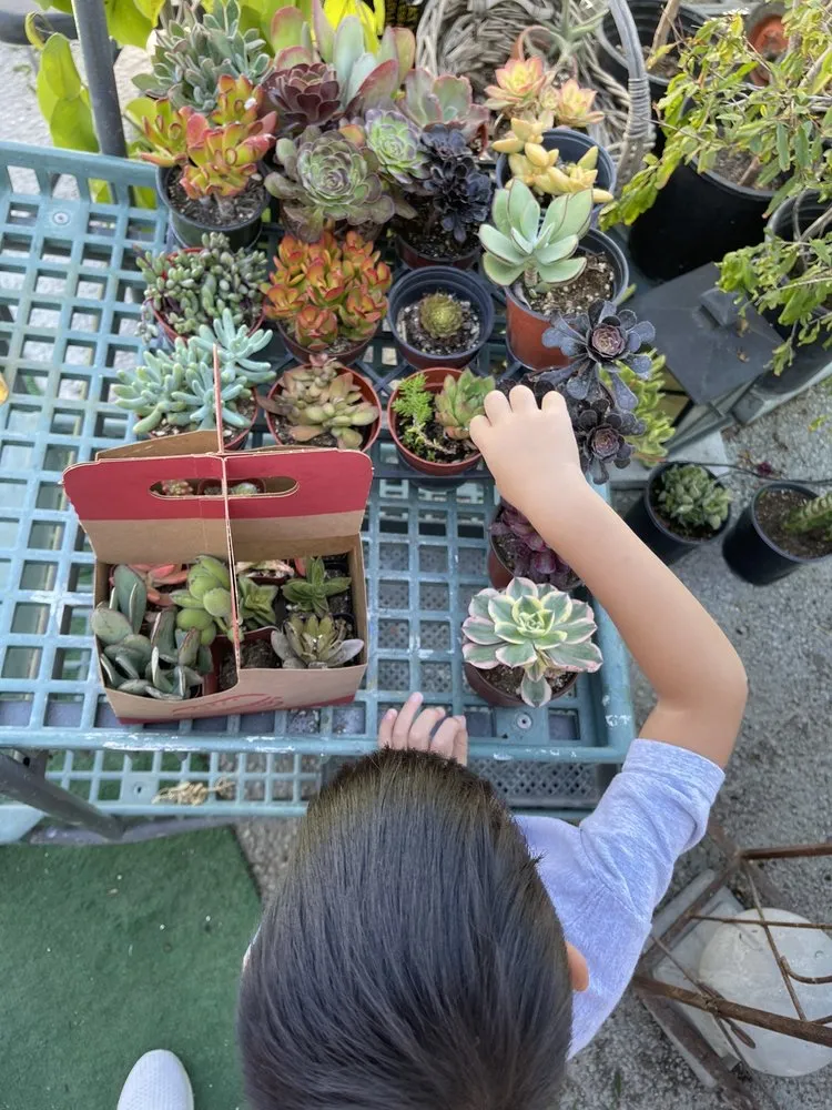 Trusted landscaping services for outdoor upgrades across Long Beach, CA - Heavenly Vintage Nursery