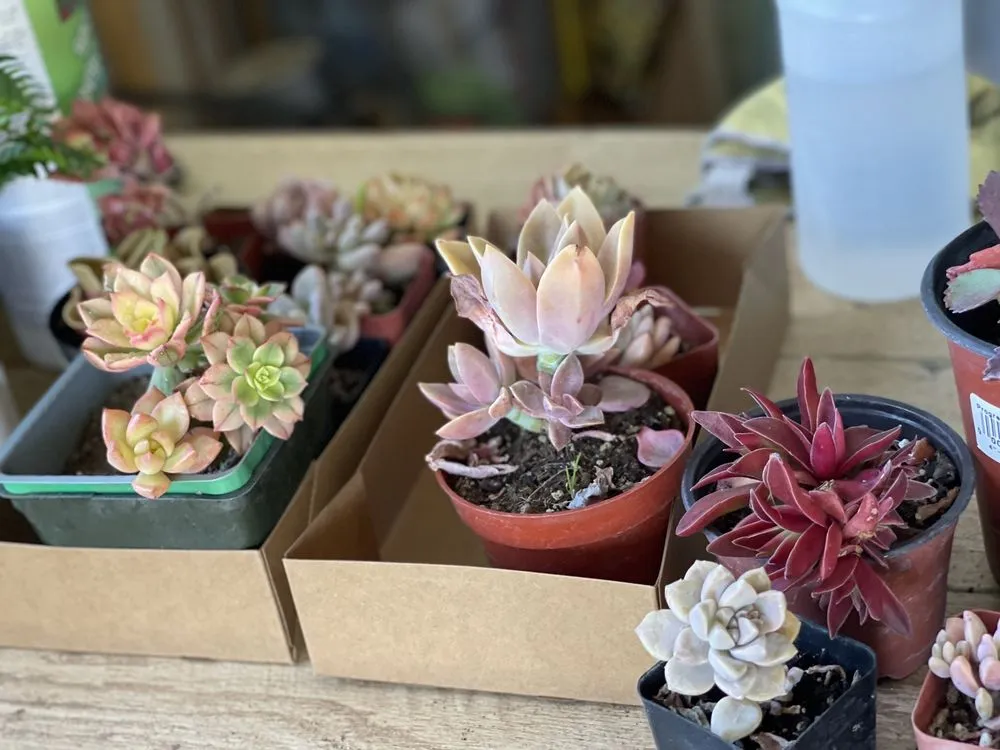 Local landscaping services for homes across Long Beach, CA - Heavenly Vintage Nursery