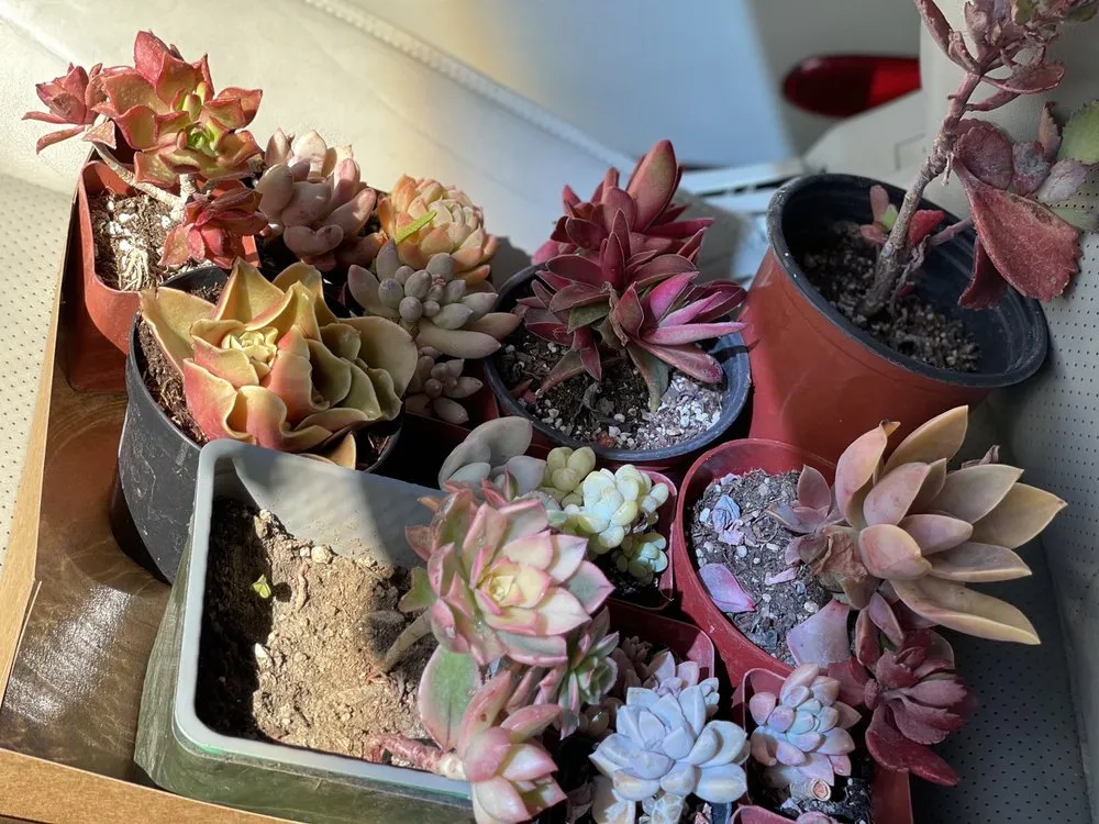 Custom residential landscaping for year-round maintenance in Long Beach, CA by Heavenly Vintage Nursery