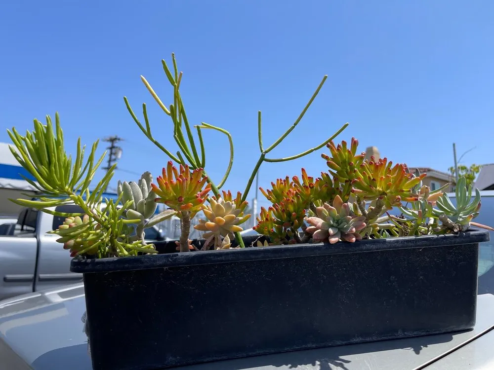 Top-rated landscape design near you in Long Beach, CA by Heavenly Vintage Nursery