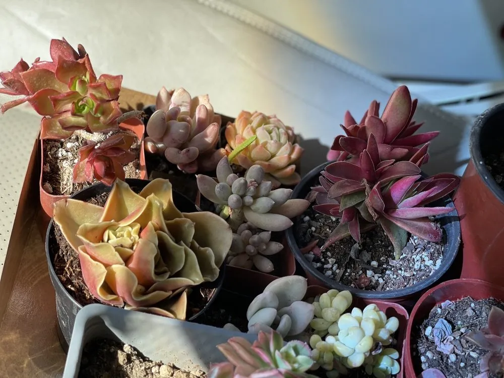 Professional landscaping services for outdoor upgrades across Long Beach, CA - Heavenly Vintage Nursery