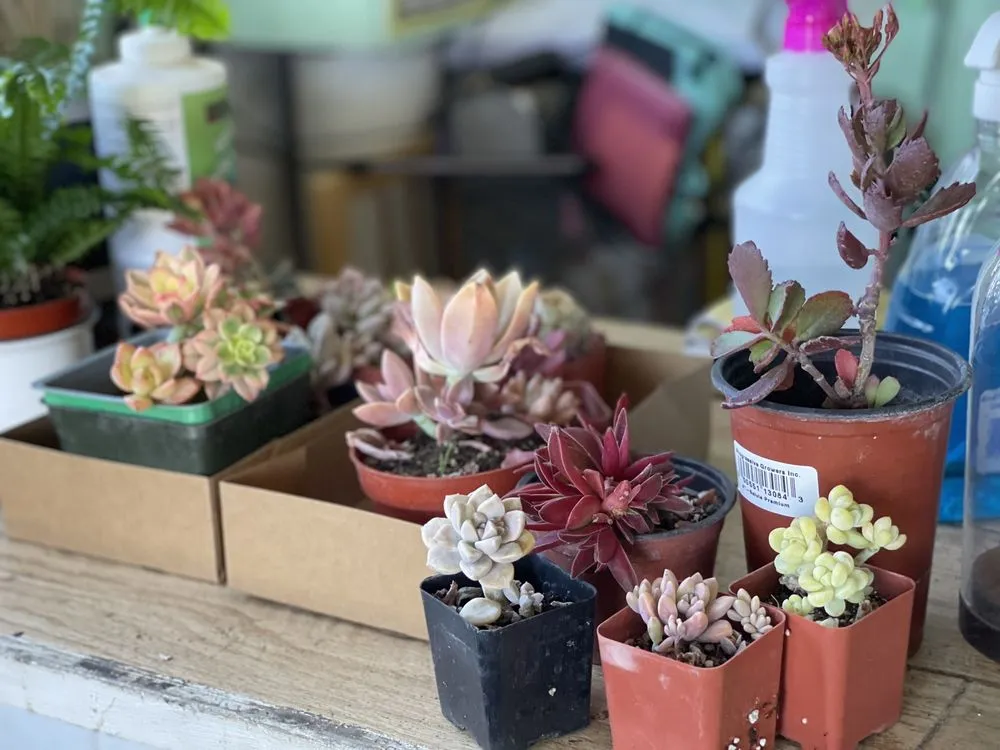 Custom garden landscaping for homes across Long Beach, CA - Heavenly Vintage Nursery